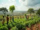 klimaveraenderung-in-afrika-herausforderungen-und-loesungen