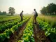 nachhaltige-landwirtschaft-ein-referat-ueber-oekologisch-verantwortungsbewusste-landbewirtschaftung